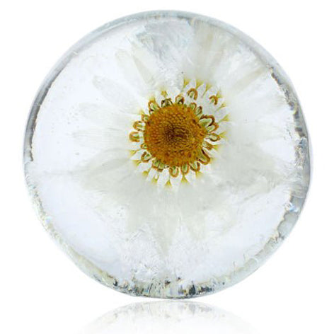 Daisy Delight